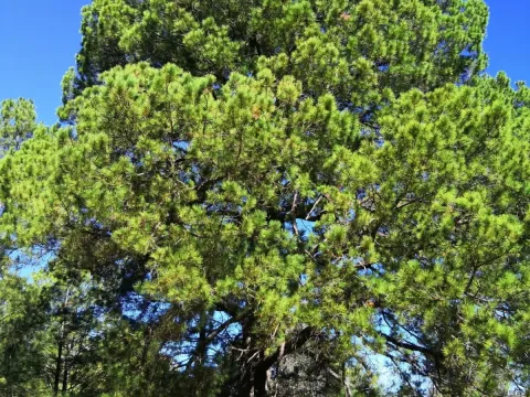 Herrera's pine