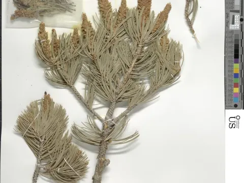 Johann's Pine