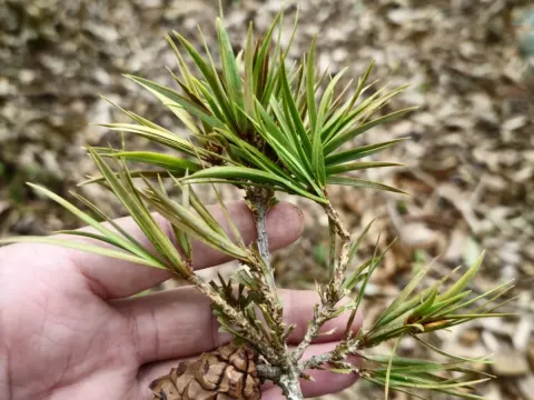 Krempf's pine