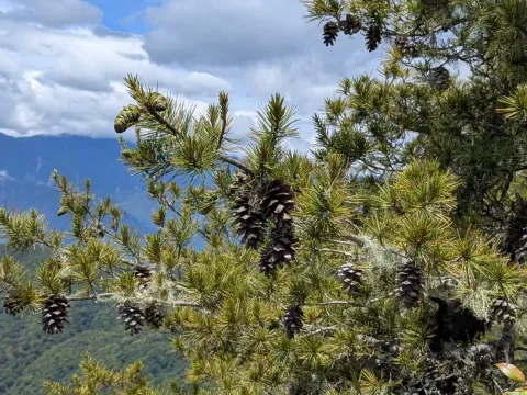 Taiwan white pine