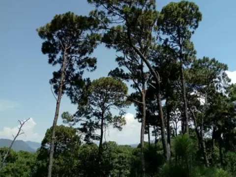 Pringle's pine