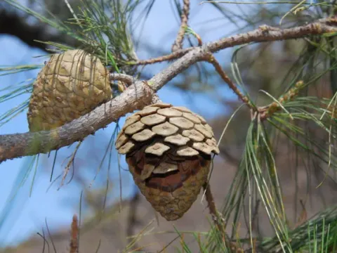 Pinus praetermissa