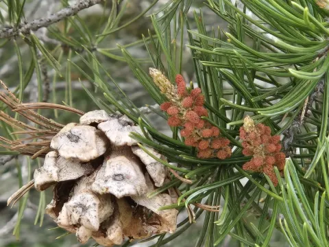 Pinus remota
