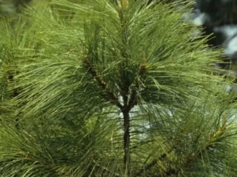 Rzedowski's pine