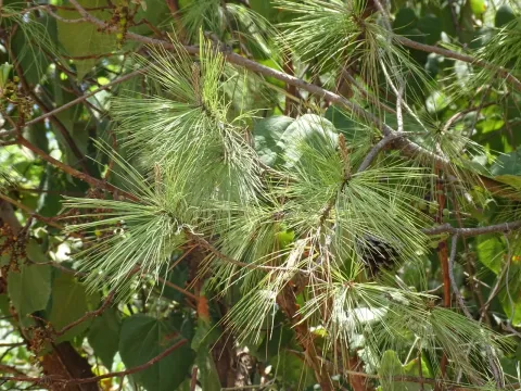 Teocote pine