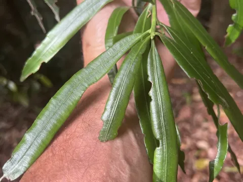 Sundacarpus