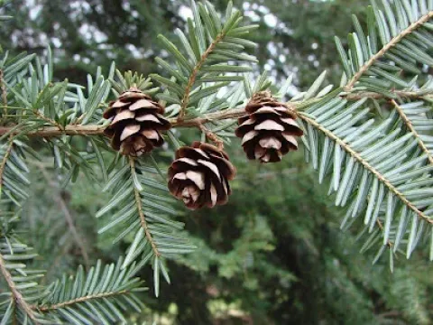 Forrest's hemlock