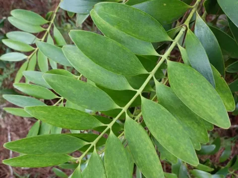 Agathis lanceolata