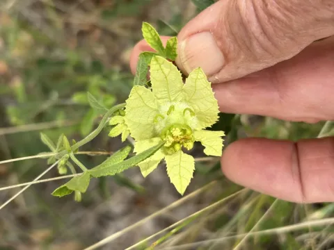 Dalechampia
