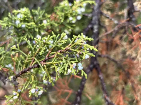 Durango juniper