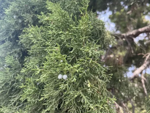 Можжевельник многоплодный