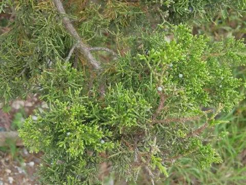 Saltillo juniper