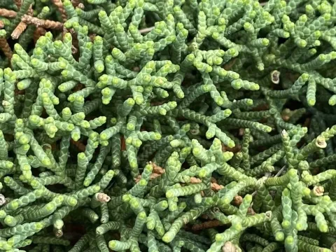 Sargent's juniper