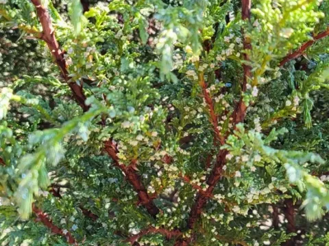 Standley Juniper