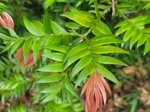 Falcatifolium
