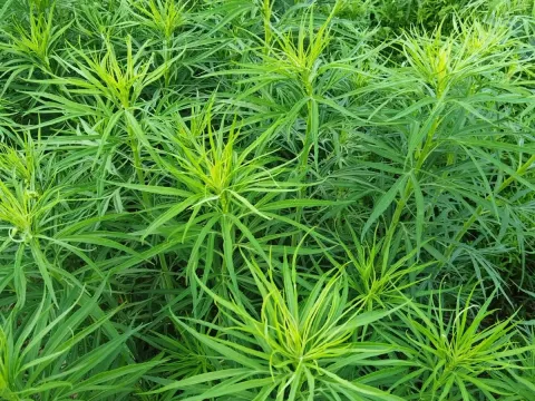 Selenga wormwood