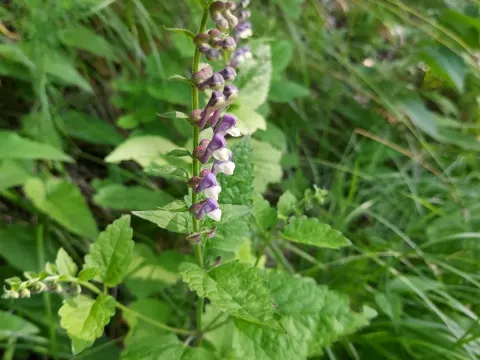 Scutellaria altissima