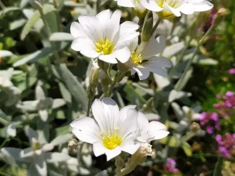 Snow-in-summer