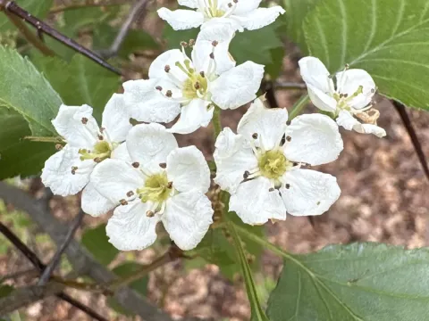 Yellow-fruited hawthorn