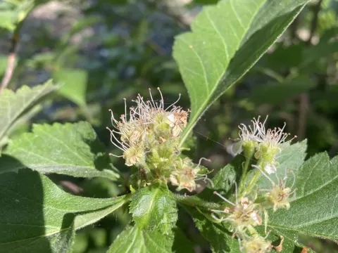 Maximowicz hawthorn