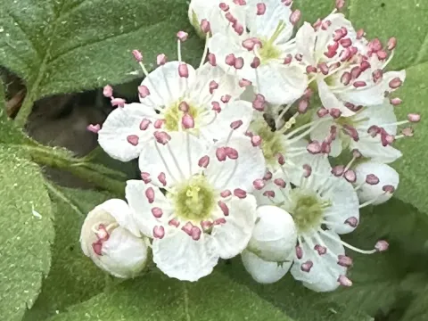 Crataegus sanguinea