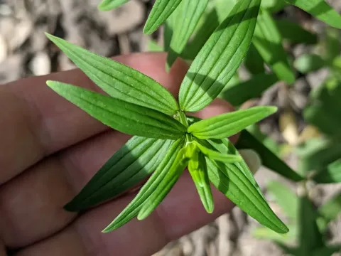 Galium rubioides