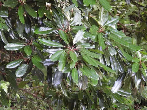 Daphniphyllum