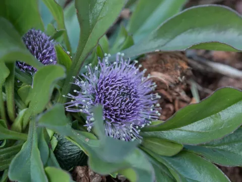 Common globularia