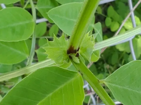 Wood vetch
