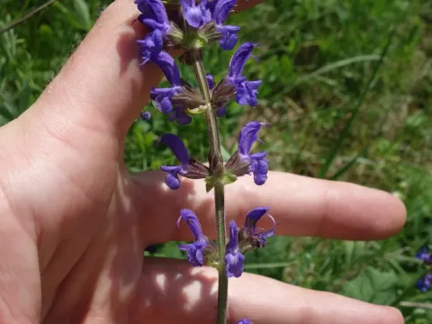 Salvia dumetorum