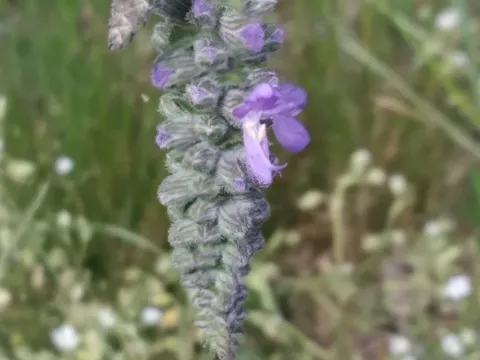 Nodding sage