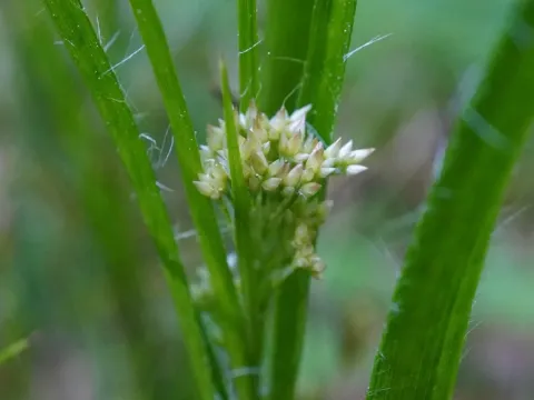 White wood-rush