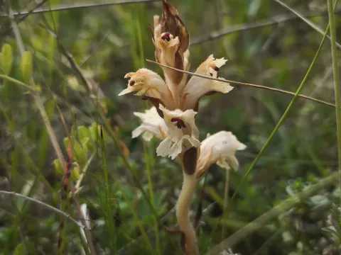 Bedstraw broomrape
