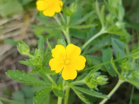Лапчатка тюрингская