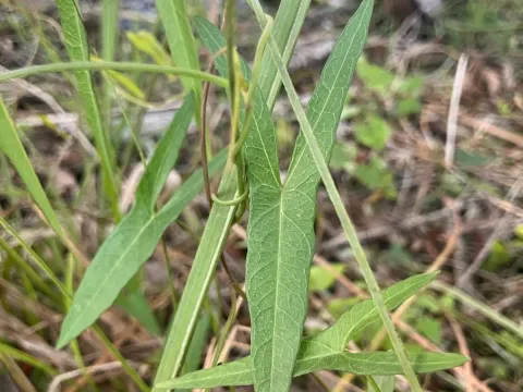 Arrowleaf morning glory