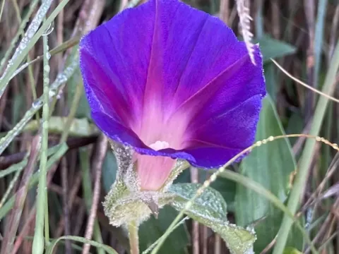 Ipomoea pubescens