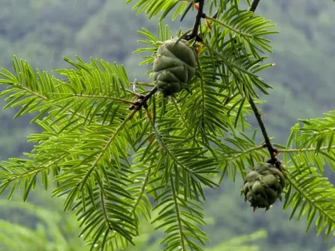 Forrest's Douglas fir