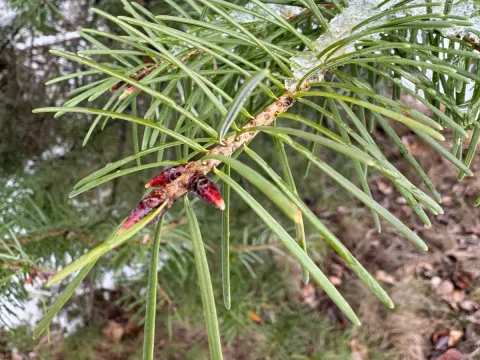 Guinier's Douglas Fir