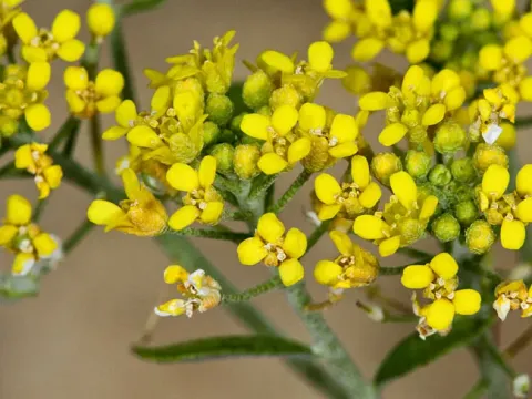 Alyssum tortuosum