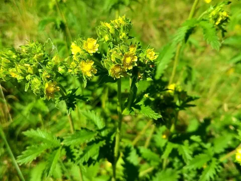 Long-leaved cinquefoil