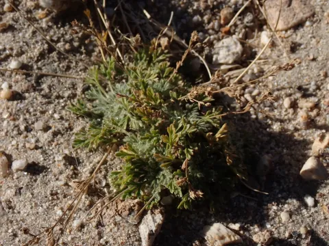 Potentilla multifida