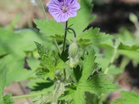 Герань богемская