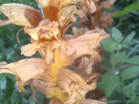 Wormwood broomrape