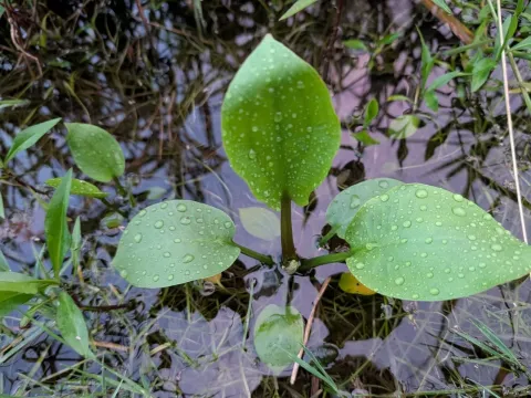 Alisma subcordatum