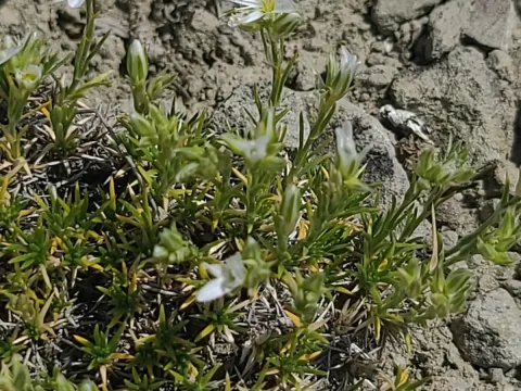 Hooker's sandwort