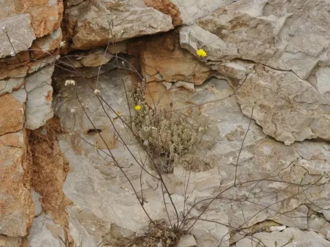 Скерда Диоскорида