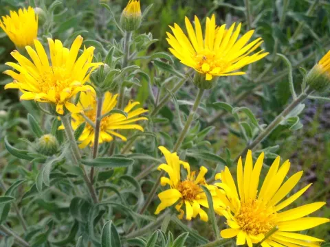 Hairy goldenaster