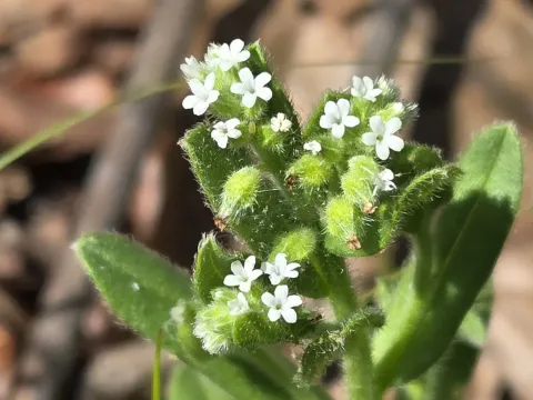 Spring forget-me-not