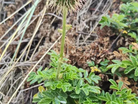 Pale acaena