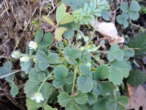 Barren strawberry